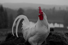 P1160378_v3